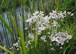 Attēlu rezultāti vaicājumam “Cardamine pratensis flower”