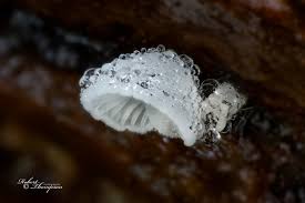 Attēlu rezultāti vaicājumam “Diderma testaceum macro”