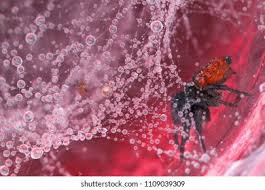 Attēlu rezultāti vaicājumam “Xanthogramma sp.”