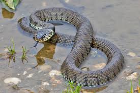 Image result for Ringelnatter