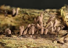 Attēlu rezultāti vaicājumam “Stemonitopsis hyperopta macro”