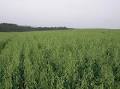 Fodder oats