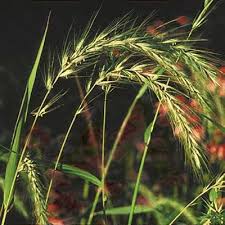 Attēlu rezultāti vaicājumam “Elytrigia repens subsp. arenosa”