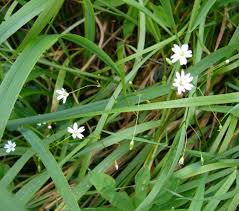 Attēlu rezultāti vaicājumam “Stellaria graminea flower”