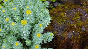 Attēlu rezultāti vaicājumam “Rhodiola rosea flower”