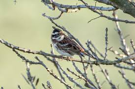 Image result for Emberiza rustica