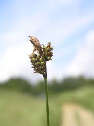 Attēlu rezultāti vaicājumam “Carex montana”