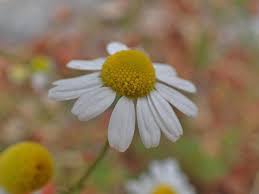 Attēlu rezultāti vaicājumam “Matricaria chamomilla flower”