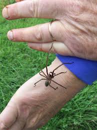 Attēlu rezultāti vaicājumam “Agroeca brunnea”