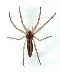 Attēlu rezultāti vaicājumam “Tibellus oblongus”