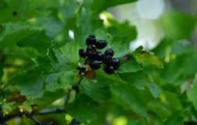 Attēlu rezultāti vaicājumam “Crataegus chlorosarca”