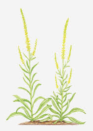 Image result for Reseda luteola