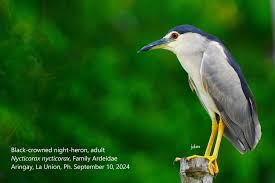 Attēlu rezultāti vaicājumam “Nycticorax nycticorax adult”