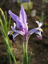Attēlu rezultāti vaicājumam “Iris rosenbachiana flower”