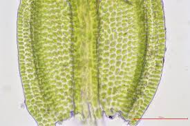 Attēlu rezultāti vaicājumam “Pseudoleskeella nervosa”