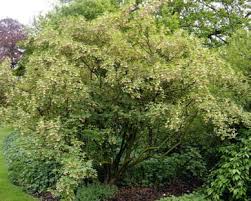Attēlu rezultāti vaicājumam “Enkianthus chinensis leaf”