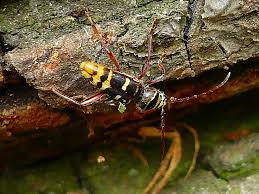 Attēlu rezultāti vaicājumam “Plagionotus detritus”