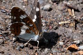 Attēlu rezultāti vaicājumam “Limenitis camilla underside”