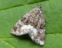 Attēlu rezultāti vaicājumam “Protodeltote pygarga”