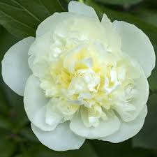 Attēlu rezultāti vaicājumam “Paeoniaceae”