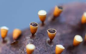 Attēlu rezultāti vaicājumam “Craterium minutum spores”