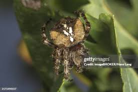 Attēlu rezultāti vaicājumam “Araneus angulatus”
