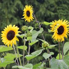 Image result for Helianthus annuus