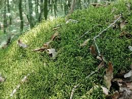 Attēlu rezultāti vaicājumam “Antitrichia curtipendula”