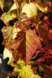 Attēlu rezultāti vaicājumam “Acer rufinerve”