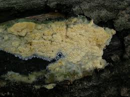 Attēlu rezultāti vaicājumam “Oxyporus corticola”