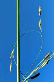 Attēlu rezultāti vaicājumam “Molinia caerulea flower”