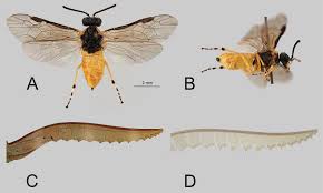 Attēlu rezultāti vaicājumam “Euura brevicornis larva”