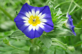 Image result for Convolvulus tricolor