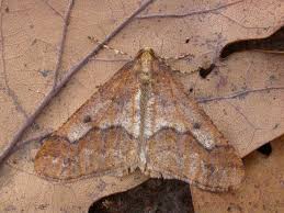 Attēlu rezultāti vaicājumam “Erannis defoliaria imago”