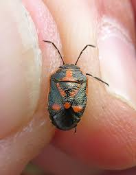 Attēlu rezultāti vaicājumam “Eurydema oleracea imago”