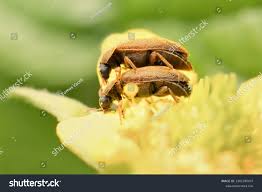 Attēlu rezultāti vaicājumam “Byturus ochraceus”