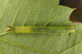 Attēlu rezultāti vaicājumam “Lomaspilis marginata”