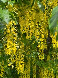 Attēlu rezultāti vaicājumam “Laburnum alpinum fruit”