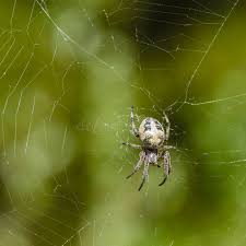 Attēlu rezultāti vaicājumam “Larinioides cornutus female”