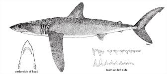 Image result for Lamna nasus