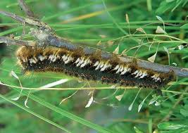 Attēlu rezultāti vaicājumam “Euthrix potatoria imago”