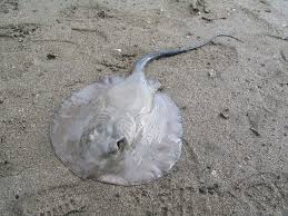 Image result for Styracura pacifica