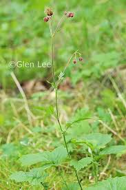 Attēlu rezultāti vaicājumam “Galium rivale leaf”