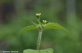 Attēlu rezultāti vaicājumam “Galinsoga quadriradiata”