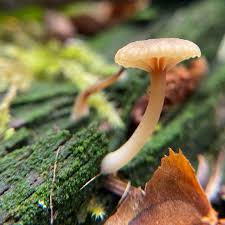 Attēlu rezultāti vaicājumam “Lichenomphalia umbellifera”