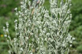 Attēlu rezultāti vaicājumam “Filago arvensis”