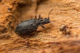 Attēlu rezultāti vaicājumam “Latridiidae”