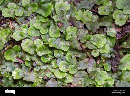 Attēlu rezultāti vaicājumam “Conocephalum conicum”