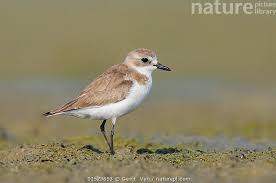 Image result for Charadrius mongolus