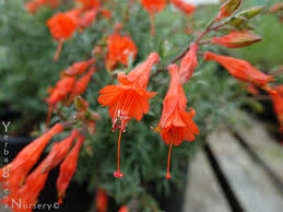 Image result for Leaves Green Bowmen